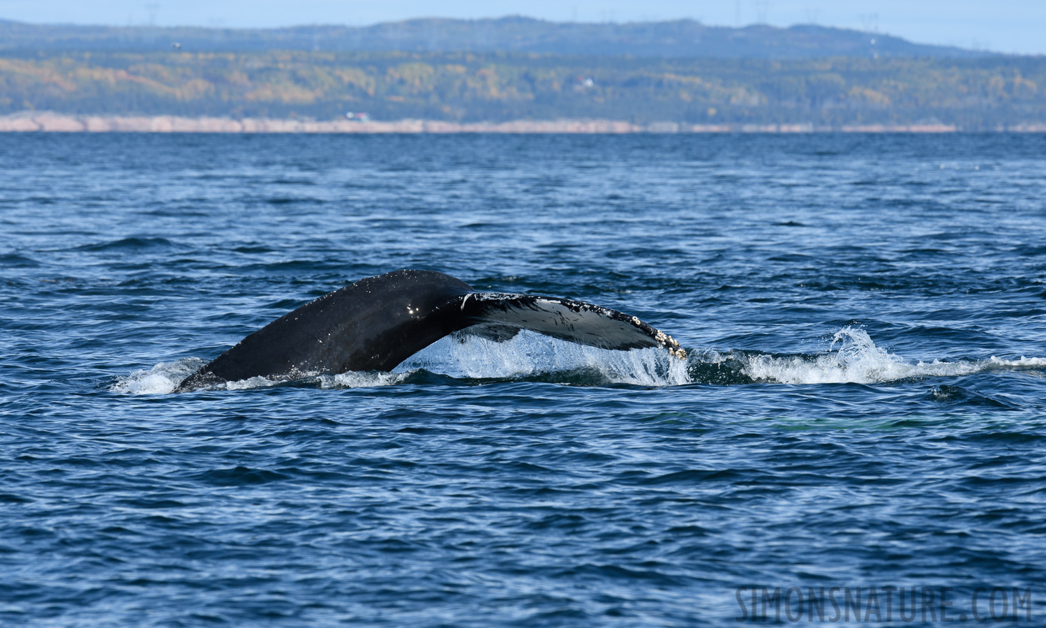 Megaptera novaeangliae [400 mm, 1/400 sec at f / 11, ISO 400]